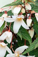 Begonia boliviensis Bossa NovaÂ® Pure White