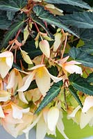 Begonia boliviensis Bossa Nova Yellow