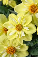 Dahlia Starsister Yellow Daffodil