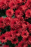Chrysanthemum x morifolium Cynthiaâ„¢ Scarlet