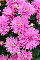 Chrysanthemum x morifolium Debbieâ„¢ Hot Pink