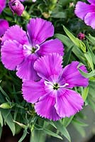 Dianthus Diana Blueberry
