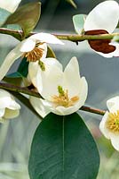 Magnolia figo var. crassipes