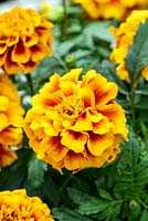 Tagetes Zenithâ„¢ Red & Gold