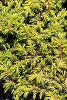 Juniperus conferta Golden Pacificâ„¢