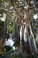 Ficus macrophylla f. columnaris
Ficus macrophylla var. columnaris