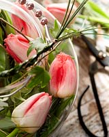 Tulipa arrangement