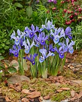 Iris reticulata Harmony, Alida