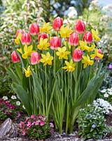 Narcissus Amwell Lady, Tulipa Feline