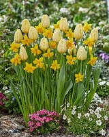 Tulipa Malaysia, Narcissus Winters Starlet