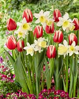 Tulipa Christmas Gift, Narcissus Johanna