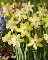 Narcissus Wheatear