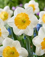 Narcissus Fragrant Breeze