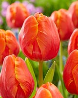 Tulipa Ad Rem Parrot