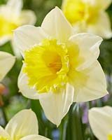 Narcissus N99 2W Y-W