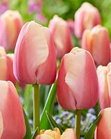 Tulipa Carrot Pride