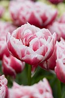Tulipa Dazzling Desire