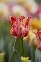 Tulipa Striped Crown
