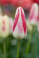 Tulipa Moulin Rouch