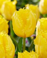 Tulipa Sun Frillz