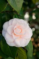 Camellia japonica 'Incarnata', February