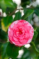 Camellia japonica 'Imbricata', February.