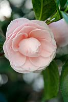 Camellia japonica 'Gray's Invincible', February.