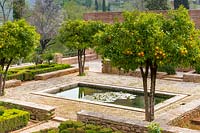 Orange trees - Citrus x sinensis around cobbled terrace and pool with waterlilies, Jardines del Partal, The Alhambra, Granada.