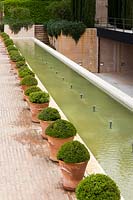 Terracotta pots of clipped box - Buxus sempervirens with water feature. Generalife Gardens, The Alhambra, Granada.