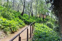 Hillside woodland pathway  with metal railing and Acanthus mollis, Granada.