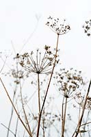 Winter Skeletons - Foeniculum vulgare - Fennel Seeds, January.