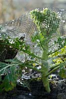 Netting Broccoli from Pigeons, December.
