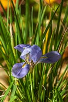 Close up of Iris unguicularis 'Marondera'. 
