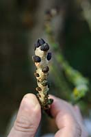 Black buds of Ash Tree - Fraxinus excelsior, December.