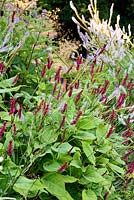 Persicaria amplexicaulis 'Firetail' in July