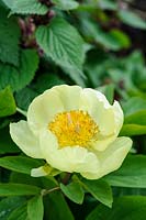 Paeonia mlokosewitschii - Molly The Witch Peony, May.