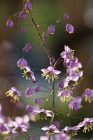Thalictrum delavayi -Chinese meadow rue, July.
