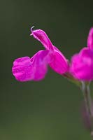 Salvia microphylla 'Trewithen Cerise' - Baby sage, September.