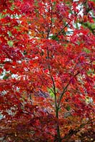 Acer palmatum 'Sherwood Flame', November