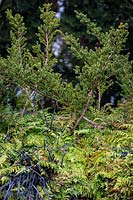 Taxus baccata 'Amersfoort' with Adiantum venustum, November