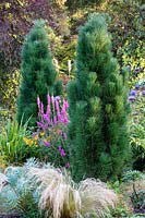 Pinus nigra 'Green Tower', August