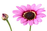 Argyranthemum  'Grandaisy Pink' - marguerite  