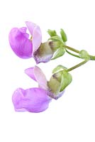 Phaseolus vulgaris 'Fasold' climbing French bean flowers  