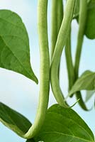 Phaseolus vulgaris 'Fasold' -climbing French beans 