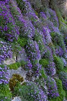 Aubrieta columnae subsp. croatica growing in dry stone wall, April
