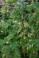 Ribes rubrum 'Macherauchs SpÃ¤te Riesentraube' - red currant bush