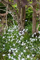 Ipheion uniflorum 'Wisley Blue' with white flowers planted under Sambucus nigra 'Black Beauty' - elder