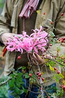 Man cutting nerine flower stems and branches of rose hips for floral art