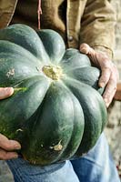 Man holding harvested pumpkin pepo 'Marina di Chioggia'.