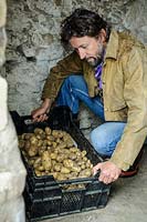 Man storing tray of potatoes in a cool dark place